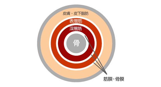 筋・筋膜の癒着について