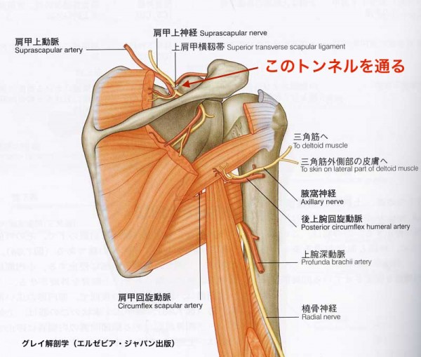 肩 甲 背 神経
