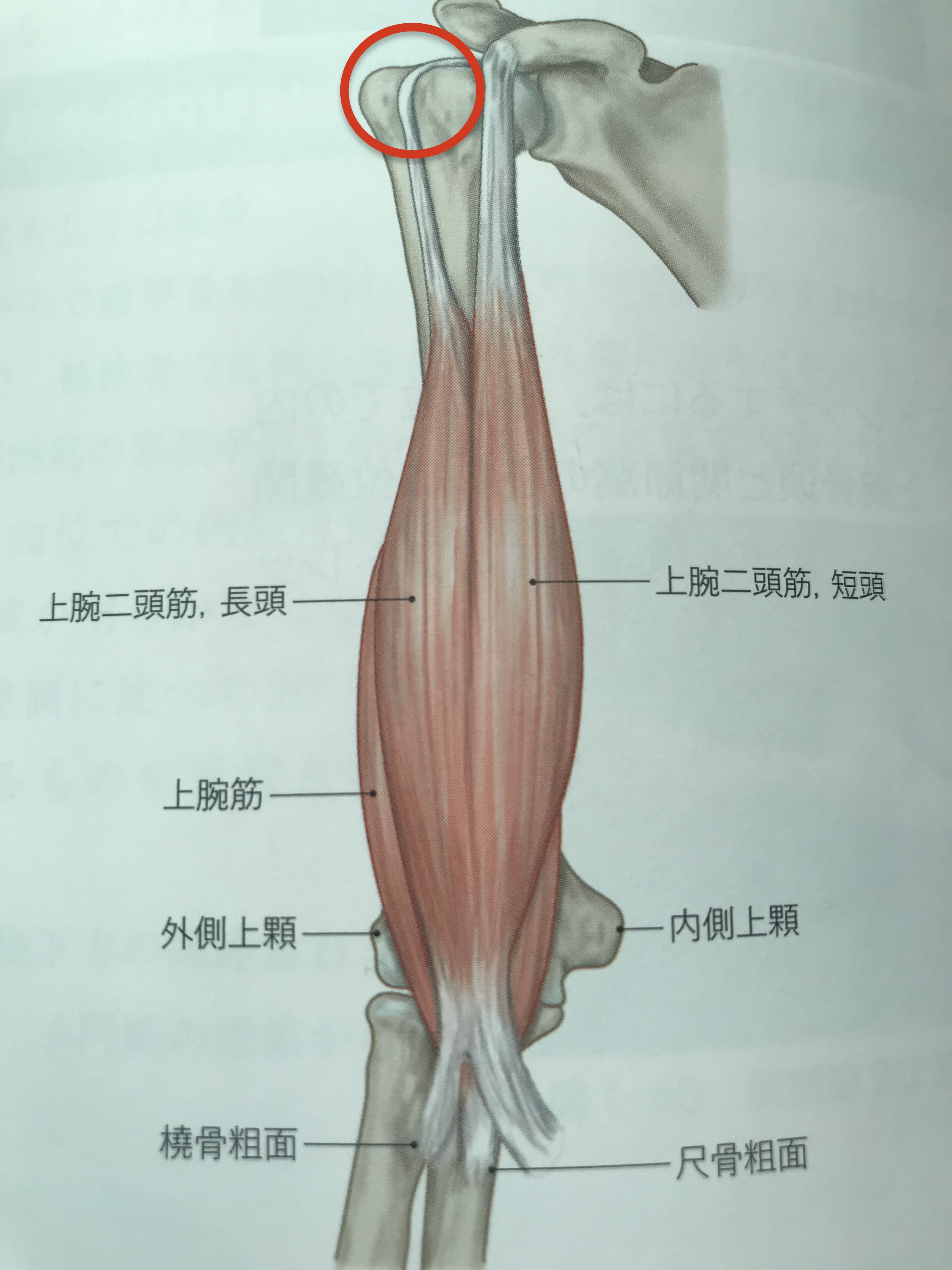 腕が痛くて上がらない 肩インピンジメント症候群 施術手順 Kizuカイロプラクティック整体本院