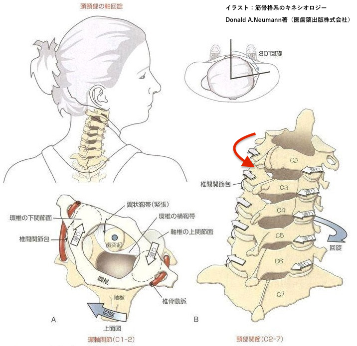カラダの使い方による障害 頚椎の回旋障害 Kizuカイロプラクティック整体本院