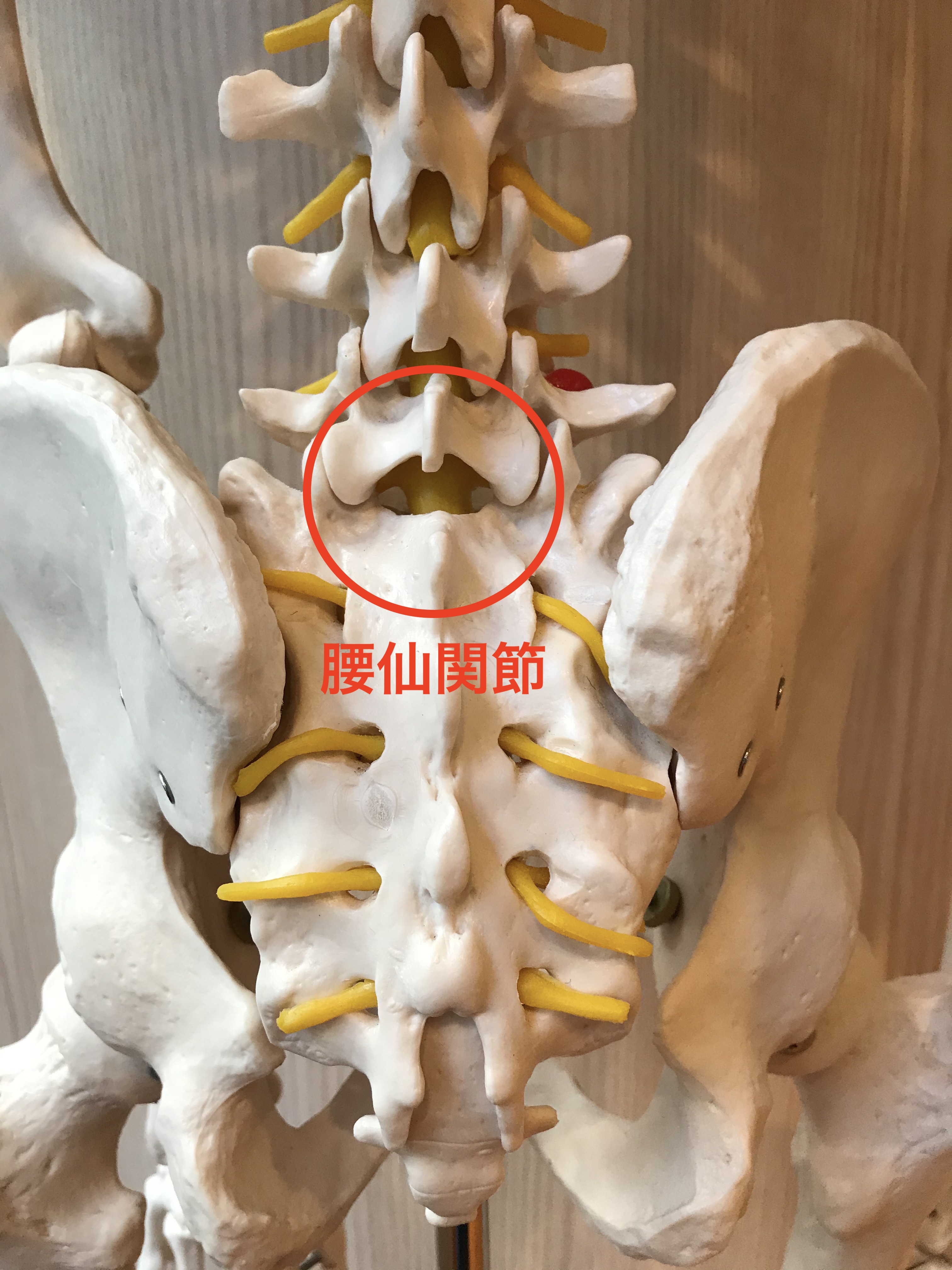 尾骨骨折やお尻強打による痛みの改善方法とは Kizuカイロプラクティック整体本院