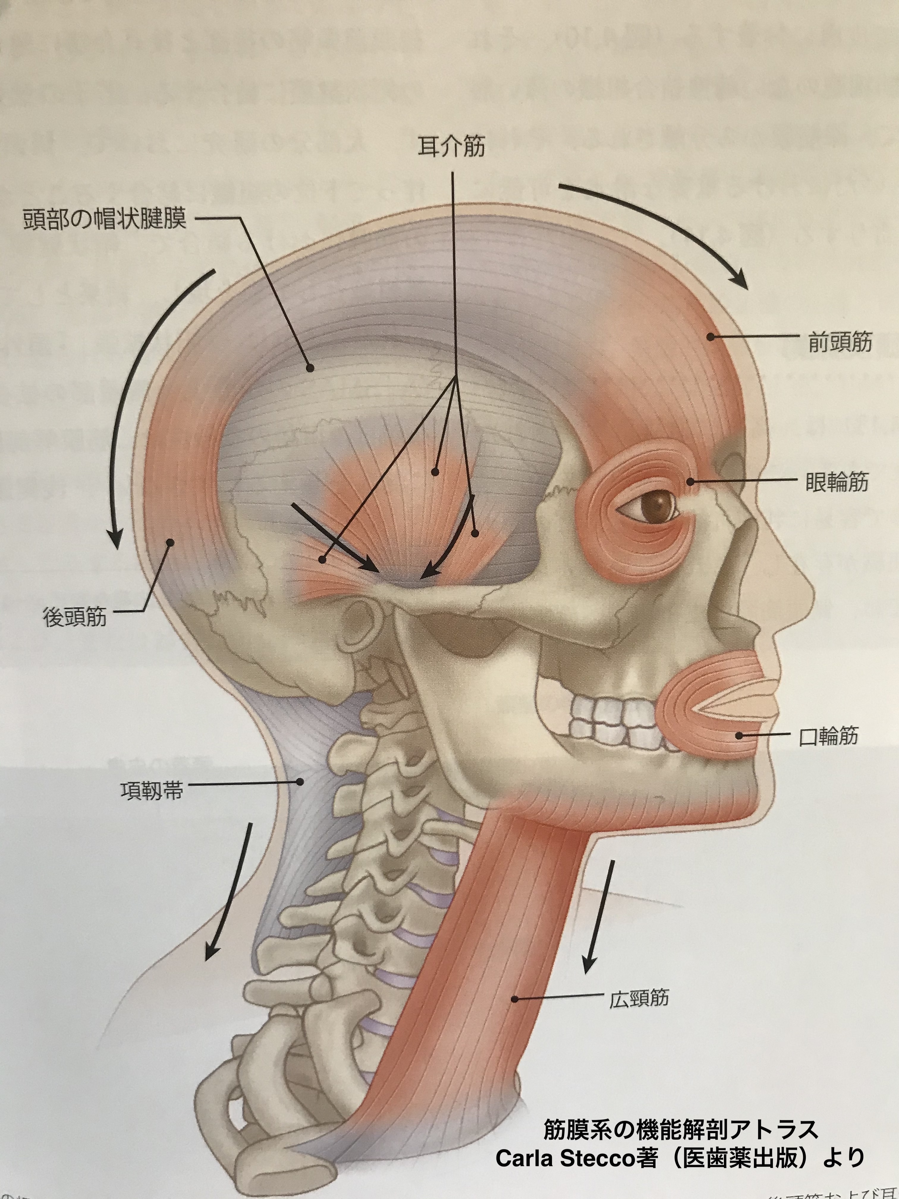 マスク使用による頭蓋骨痛 Mask Skull Pain Kizuカイロプラクティック整体本院