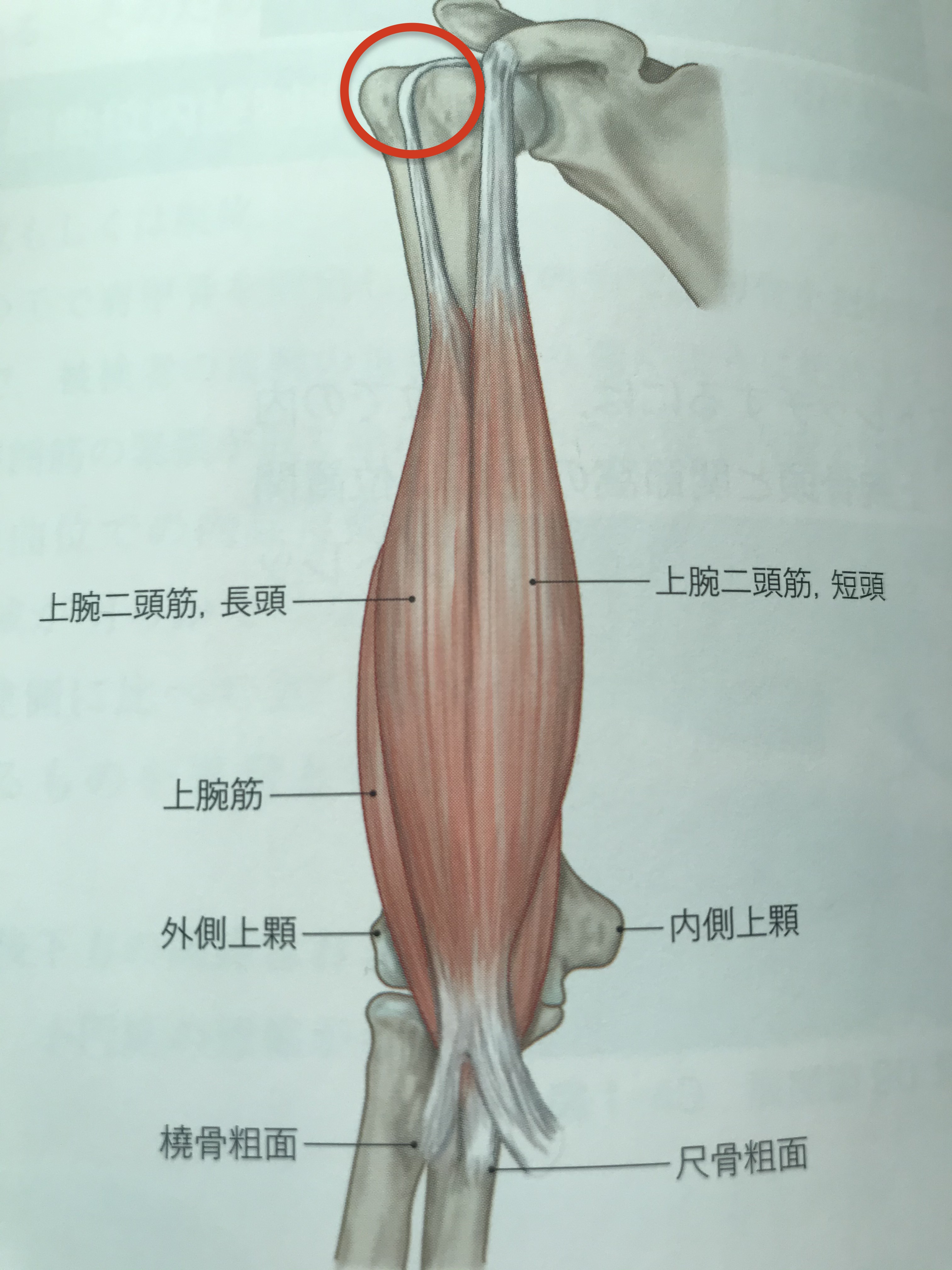 尾骨骨折やお尻強打による痛みの改善方法とは Kizuカイロプラクティック整体本院