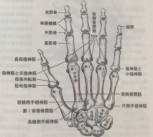 Cm関節障害における大菱形骨 手根骨 の重要な役割 Kizuカイロプラクティック整体本院