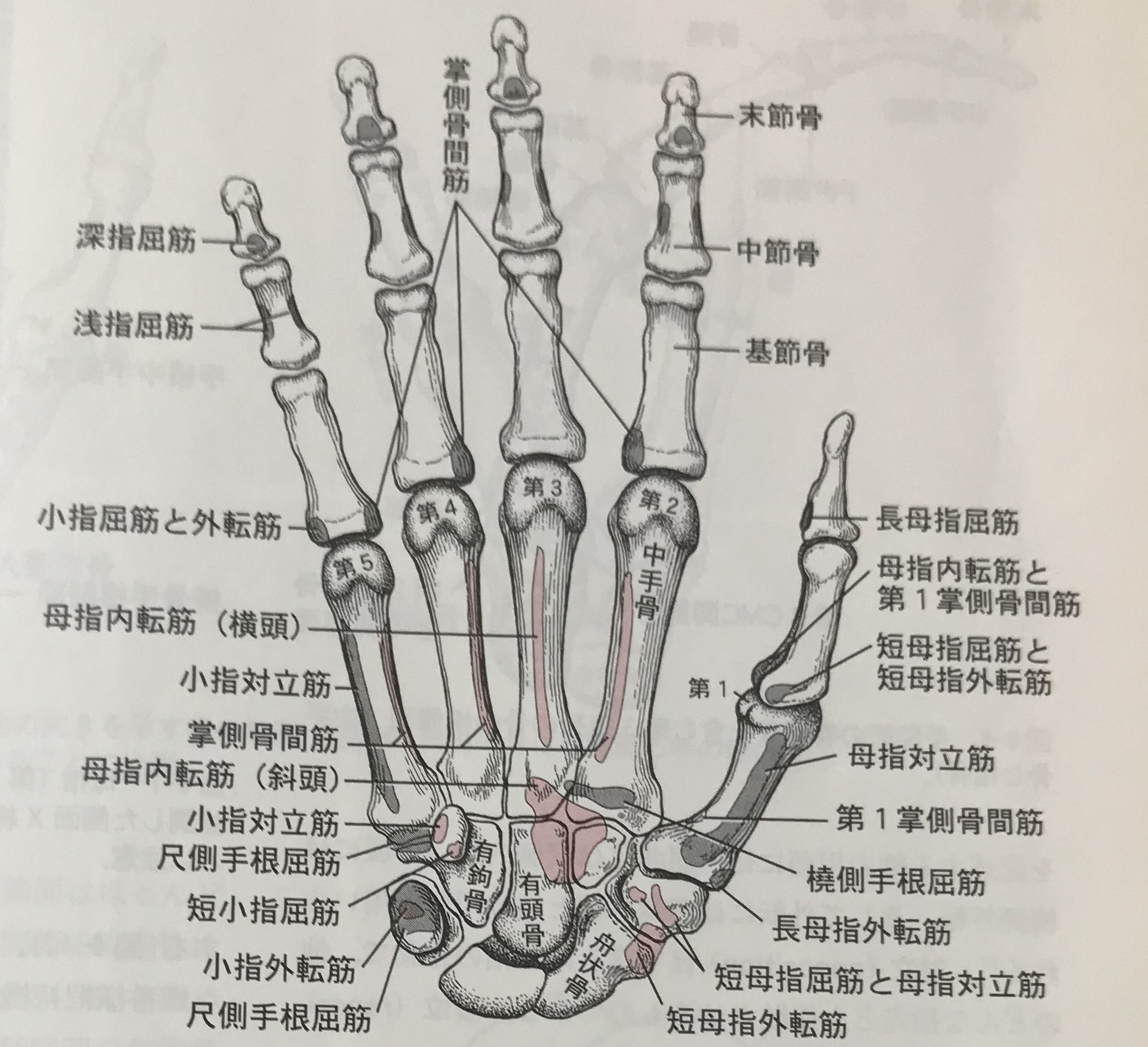 Cm関節障害における大菱形骨 手根骨 の重要な役割 Kizuカイロプラクティック整体本院