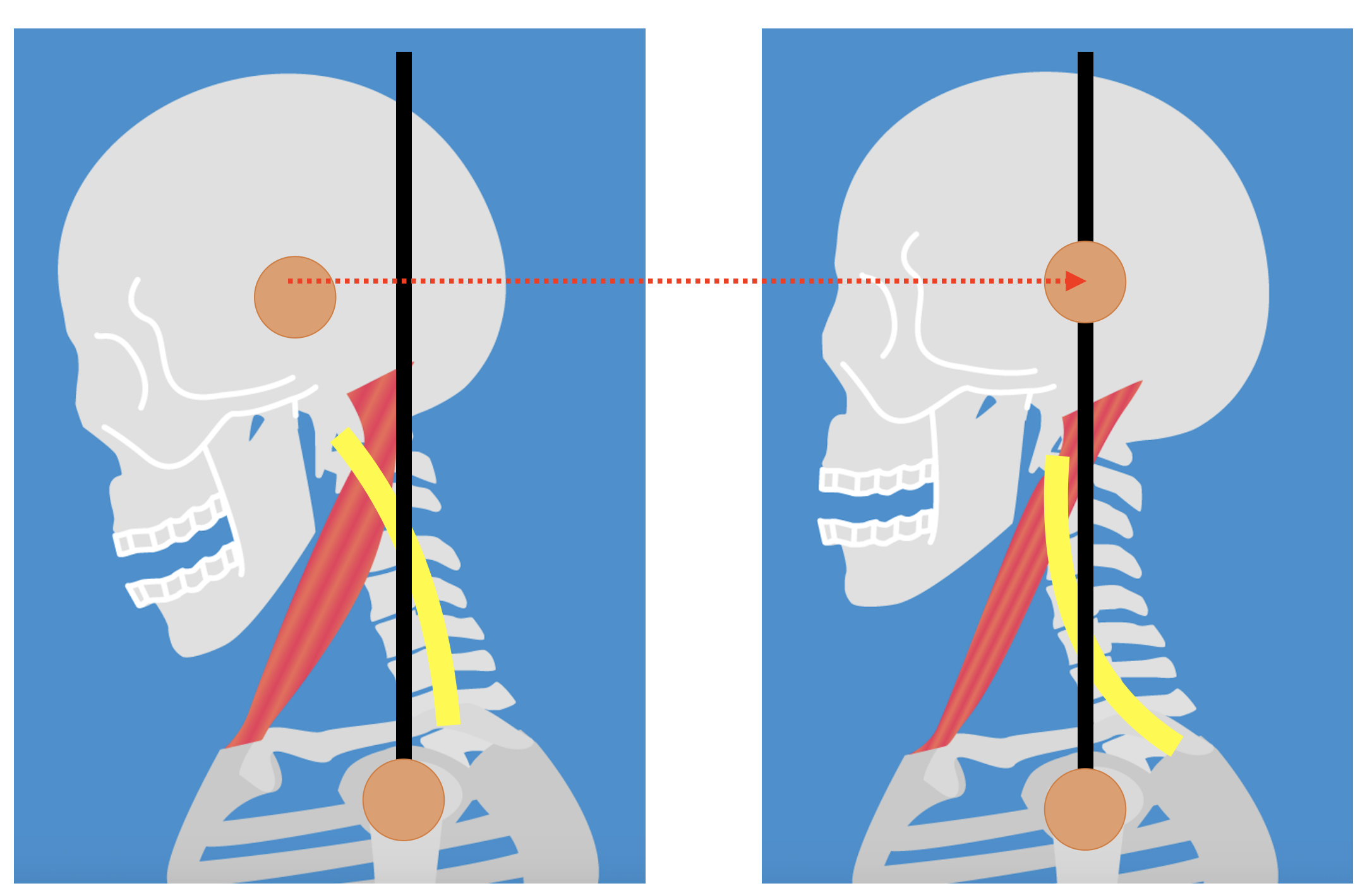  7. 良い姿勢を実践する